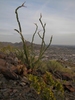 photo thumbnail #2