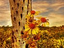 photo thumbnail #2