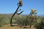 photo thumbnail #15