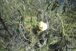 photo thumbnail #2