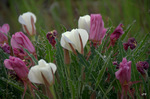 photo thumbnail #15