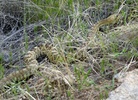 photo thumbnail #8
