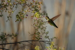 photo thumbnail #5