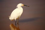 Featured Full Photo