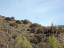 2013-04-01 :2: Cave Creek / Skunk Tank Loop :: Bradshaws