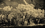 photo thumbnail #13