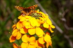 photo thumbnail #9