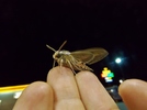 photo thumbnail #1