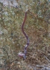photo thumbnail #15