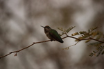 photo thumbnail #9