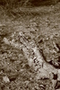 photo thumbnail #15