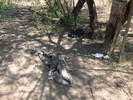 photo thumbnail #5