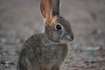 photo thumbnail #5