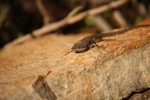photo thumbnail #13