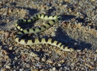 photo thumbnail #4