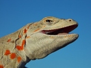 photo thumbnail #11
