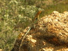 photo thumbnail #15