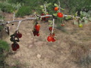 photo thumbnail #5