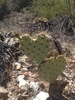 photo thumbnail #1