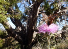 photo thumbnail #5