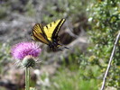 photo thumbnail #1