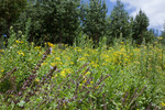photo thumbnail #3
