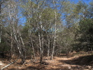 photo thumbnail #10