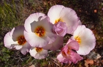 photo thumbnail #2