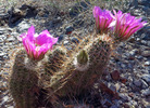 photo thumbnail #1