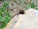 photo thumbnail #4