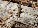 photo thumbnail #11