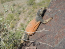 photo thumbnail #5