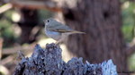 2013-04-13 :: FR 300 and Hwy 260 :: burntlizard