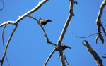photo thumbnail #4