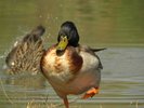 photo thumbnail #3