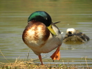 photo thumbnail #5
