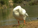 photo thumbnail #12