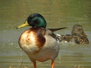 photo thumbnail #7