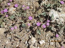 photo thumbnail #14