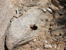 photo thumbnail #12