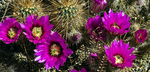 photo thumbnail #4