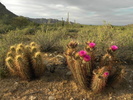 photo thumbnail #3