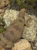 photo thumbnail #15