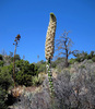 photo thumbnail #12