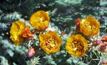 photo thumbnail #7