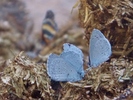 photo thumbnail #14