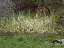 photo thumbnail #13