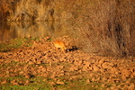photo thumbnail #8