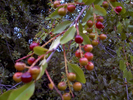 photo thumbnail #8