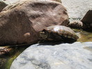 photo thumbnail #13